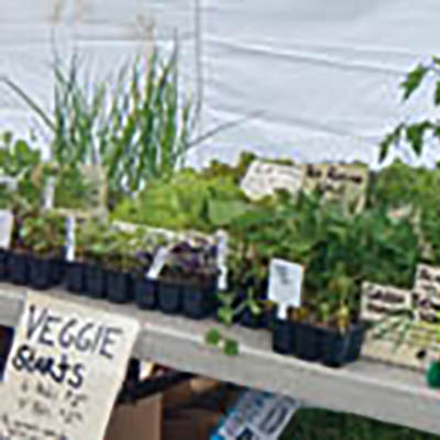 Selling young plants at farmers markets